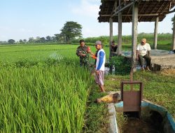 BABINSA KORAMIL 0810/08 BARON BERSAMA PPL DAMPINGI PETANI, TINGKATKAN KUALITAS TANAMAN PADI