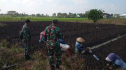 BABINSA DESA PUTREN KORAMIL 0810/16 SUKOMORO LAKSANAKAN BINKOMSOS BERSAMA PETANI, DUKUNG KETAHANAN PANGAN