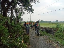 BABINSA KORAMIL 0810/08 BARON BANTU WARGA TEBANG POHON, ANTISIPASI BAHAYA DI MUSIM HUJAN