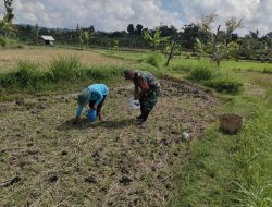 BABINSA KORAMIL 0810/20 NGLUYU DAMPINGI PETANI TANAM JAGUNG, DUKUNG KETAHANAN PANGAN