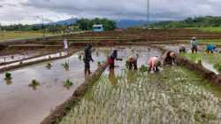 BABINSA KORAMIL 0810/18 NGETOS DAMPINGI PETANI TANAM PADI, DUKUNG SWASEMBADA PANGAN