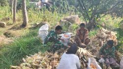Selalu Ada Bersama Warga Binaan Babinsa Bantu Petani Panen Jagung
