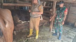 Babinsa Koramil 0810/15 Rejoso Laksanakan Pendampingan Vaksinasi Ternak di Wilayah Binaan
