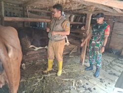 Babinsa Koramil 0810/15 Rejoso Laksanakan Pendampingan Vaksinasi Ternak di Wilayah Binaan