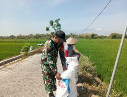 BABINSA KORAMIL 0810/18 NGETOS DAMPINGI PETANI TANAM PADI DAN PEMUPUKAN DI DESA BALONGREJO