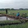 Tingkatkan Ketahanan Pangan Babinsa Bantu Petani Penyemprotan Tanaman Bawang Merah