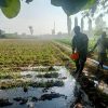PERAN BABINSA MLILIR KORAMIL 0810/04 BERBEK DALAM MENINGKATKAN KETAHANAN PANGAN TANAMAN JAGUNG