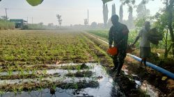 PERAN BABINSA MLILIR KORAMIL 0810/04 BERBEK DALAM MENINGKATKAN KETAHANAN PANGAN TANAMAN JAGUNG