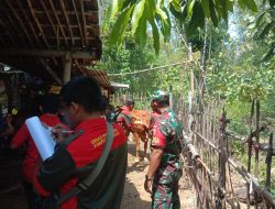 WASPADA PENYAKIT MULUT DAN KUKU (PMK), BABINSA KORAMIL 0810/08 BARON LAKSANAKAN PENGECEKAN TERNAK SAPI DI WILAYAH BINAAN