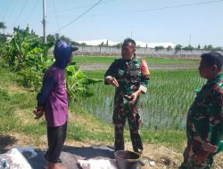 BABINSA DESA PEHSERUT DAMPINGI PETANI NGRABUK PADI SISTEM LEGOWO DUKUNG KETAHANAN PANGAN