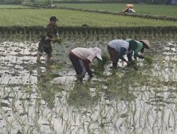 BABINSA KORAMIL 0810/08 BARON TURUN KE SAWAH BANTU PETANI TANAM PADI, DUKUNG PROGRAM SWASEMBADA PANGAN NASIONAL