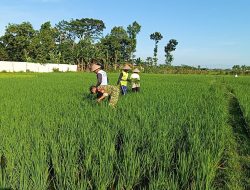 BABINSA KORAMIL 0810/10 TANJUNGANOM LAKSANAKAN PENDAMPINGAN PETANI GUNA DUKUNG KETAHANAN PANGAN