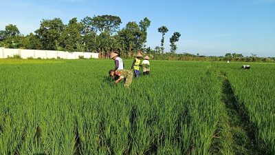 BABINSA KORAMIL 0810/10 TANJUNGANOM LAKSANAKAN PENDAMPINGAN PETANI GUNA DUKUNG KETAHANAN PANGAN