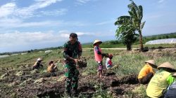 BABINSA KORAMIL 0810/02 BAGOR DAMPINGI WARGA PANEN BAWANG MERAH DI DESA KARANG TENGAH