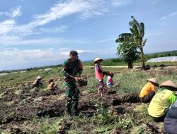 BABINSA KORAMIL 0810/02 BAGOR DAMPINGI WARGA PANEN BAWANG MERAH DI DESA KARANG TENGAH