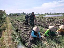 BABINSA KORAMIL 0810/02 BAGOR DAMPINGI PETANI PANEN BAWANG MERAH DI DESA KARANG TENGAH