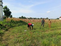 Babinsa Patianrowo Monitoring Lahan Pertanian Bersama Petani, Dukung Ketahanan Pangan Nasional