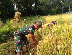 BABINSA KORAMIL 05/SAWAHAN BANTU PETANI PANEN PADI, WUJUD NYATA DUKUNG KETAHANAN PANGAN NASIONAL