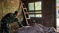 BABINSA KORAMIL 0810/04 BERBEK BANTU KELAHIRAN SAPI WARGA, WUJUD NYATA DUKUNG KETAHANAN PANGAN DAN KESEJAHTERAAN PETERNAK