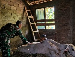 BABINSA KORAMIL 0810/04 BERBEK BANTU KELAHIRAN SAPI WARGA, WUJUD NYATA DUKUNG KETAHANAN PANGAN DAN KESEJAHTERAAN PETERNAK