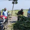 BABINSA DESA BUNGUR BANTU WARGA NAIKKAN PAKAN TERNAK KE MOBIL