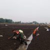 Babinsa Koramil 0810/15 Rejoso Turun Langsung ke Sawah Bantu Petani Tanam Bawang Merah