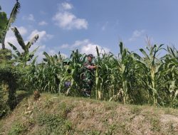 Babinsa Desa Tempuran Laksanakan Pendampingan Perawatan Tanaman Jagung Milik Warga