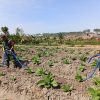 Babinsa Koramil 0810/20 Ngluyu pendampingan perawatan tanaman komuditi unggulan tembakau diwilayah didesa Binaannya