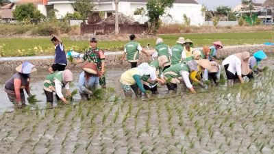 Babinsa Koramil 0810/15 Rejoso Laksanakan Pendampingan Tanam Padi Serentak di Wilayah Binaan, Wujud Nyata Dukung Ketahanan Pangan Nasional
