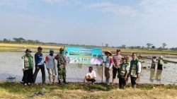 Babinsa, Bhabinkamtibmas dan PPL Dampingi Gerakan Tanam Serempak di Wilayah Kecamatan Prambon