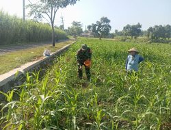 Babinsa Desa Sumber Windu Perkuat Ketahanan Pangan Melalui Pendampingan Budidaya Jagung