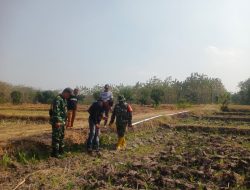 Dukung Ketahanan Pangan, Koramil  Rejoso Dampingi Pencarian Sumber Air dengan Geolistrik untuk Pengeboran Irigasi Perpompaan