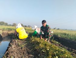 Wujud Kepedulian terhadap Petani, Babinsa Koramil 0810/15 Rejoso Bantu Petani Panen Bawang Merah di Wilayah Binaan