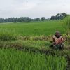Melalui Komsos, Babinsa Koramil 0810/03 Loceret Berikan Motivasi Kepada Petani Padi