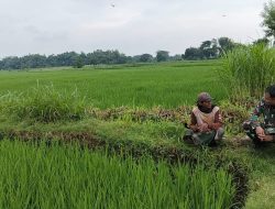 Melalui Komsos, Babinsa Koramil 0810/03 Loceret Berikan Motivasi Kepada Petani Padi