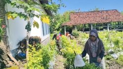 Babinsa Sumberkepuh Komsos Bersama Petani Cabai, Dukung Produktivitas Pertanian