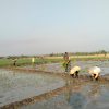 Swasembada pangan Nasional | Babinsa Desa Sekarputih Dampingi Petani Tanam Padi, Dukung Ketahanan Pangan  