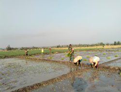Swasembada pangan Nasional | Babinsa Desa Sekarputih Dampingi Petani Tanam Padi, Dukung Ketahanan Pangan  
