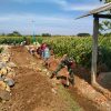 Selalu Bersama Rakyat, Babinsa Koramil 0810/03 Loceret Bantu Warga Binaan Pembuatan Tanggul Jalan Sawah
