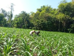 Babinsa Koramil 0810/10 Tanjunganom Dampingi Petani Bersihkan Gulma di Lahan Jagung