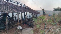 SI JAGO MERAH MENGAMUK! BABINSA TURUN TANGAN SELAMATKAN KANDANG SAPI WARGA SAWAHAN