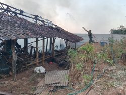 SI JAGO MERAH MENGAMUK! BABINSA TURUN TANGAN SELAMATKAN KANDANG SAPI WARGA SAWAHAN
