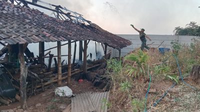 SI JAGO MERAH MENGAMUK! BABINSA TURUN TANGAN SELAMATKAN KANDANG SAPI WARGA SAWAHAN