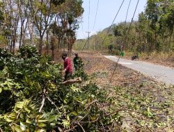 Singkirkan Pohon Tumbang dari Jalan, Babinsa Bajang dan Warga Bergerak Cepat Jaga Akses Tetap Aman