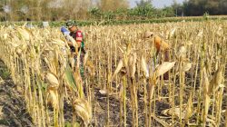 WUJUD KEMANUNGGALAN TNI-RAKYAT, BABINSA JATIKALEN BANTU WARGA PANEN JAGUNG