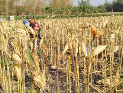 WUJUD KEMANUNGGALAN TNI-RAKYAT, BABINSA JATIKALEN BANTU WARGA PANEN JAGUNG