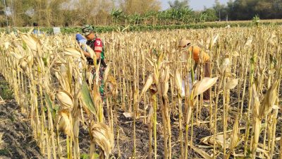 WUJUD KEMANUNGGALAN TNI-RAKYAT, BABINSA JATIKALEN BANTU WARGA PANEN JAGUNG